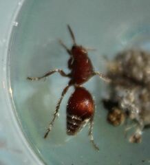 Dasymutilla ursus
