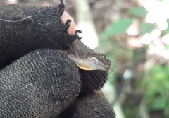 Anolis rodriguezii