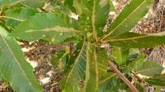 Aculus