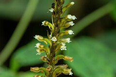 Microchilus