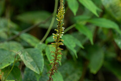 Microchilus