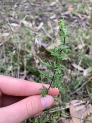 Cheilanthes sieberi sieberi