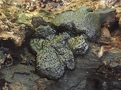 Kretzschmaria deusta