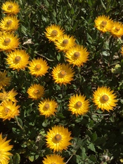 Xerochrysum subundulatum
