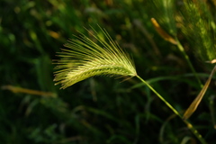 Hordeum