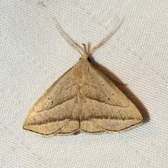 Macrochilo absorptalis
