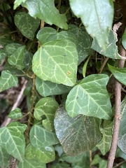 Hedera rhombea