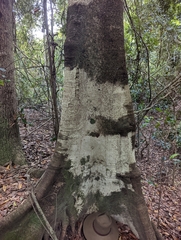 Elaeocarpus eumundii