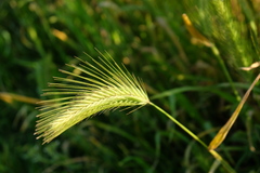 Hordeum