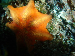 Patiria miniata