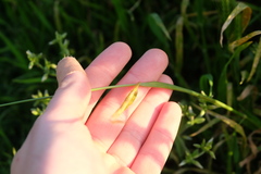 Hordeum