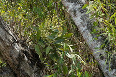 Prosthechea crassilabia