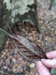 Elaeocarpus eumundii