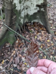 Elaeocarpus eumundii