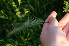 Hordeum