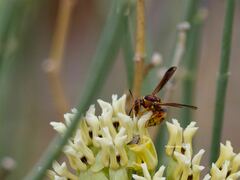 Euodynerus pratensis
