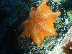 Patiria miniata