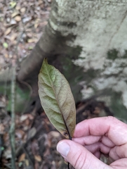 Elaeocarpus eumundii