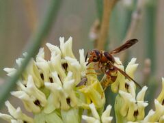 Euodynerus pratensis