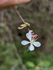 Oenothera gaura