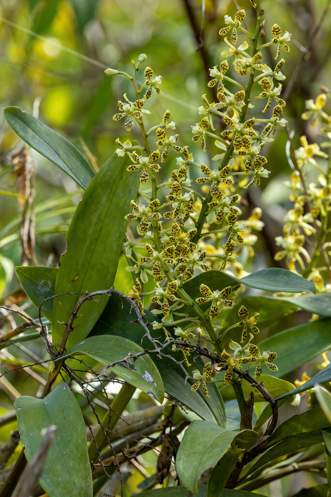 Epidendrum variegatum Hook. 4