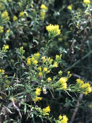 Euthamia occidentalis