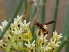 Euodynerus pratensis