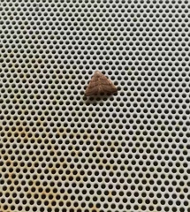 Erebidae