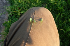 Hordeum