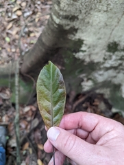 Elaeocarpus eumundii