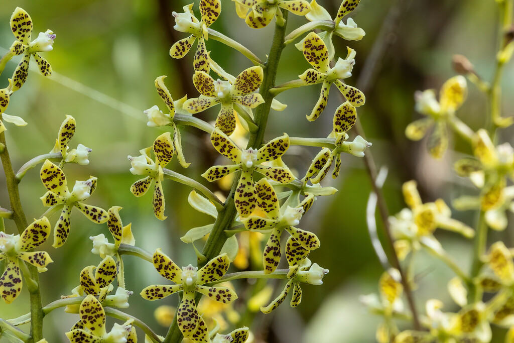 Epidendrum variegatum Hook. 3