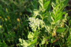 Lepidium draba