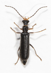 Dichelotarsus puberulus