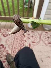 Limax maximus