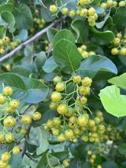 Ehretia anacua
