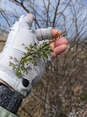 Vachellia farnesiana