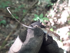 Anolis rodriguezii