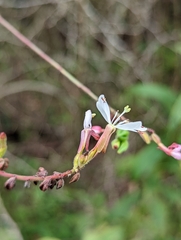 Oenothera gaura