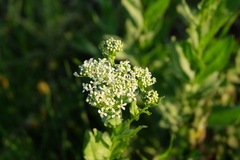 Lepidium draba