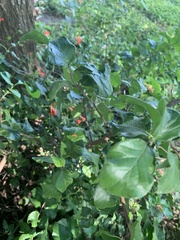 Ehretia anacua