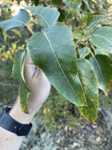 Balsam Poplar foliage