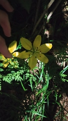 Lilium