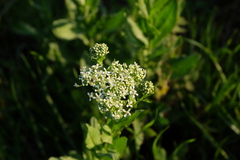 Lepidium draba