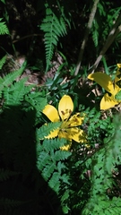 Lilium