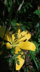 Lilium