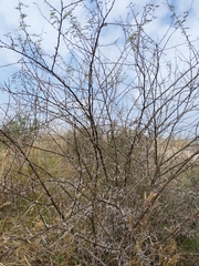 Vachellia farnesiana