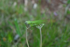 Erodium moschatum