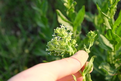 Lepidium draba