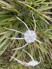 Hymenocallis
