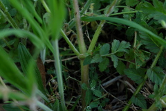 Erodium moschatum